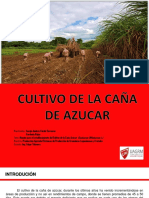 Cultivo de La Caña de Azucar