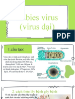 Rabies Virus (Virus D I)