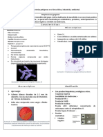 Streptococcus Pyogenes