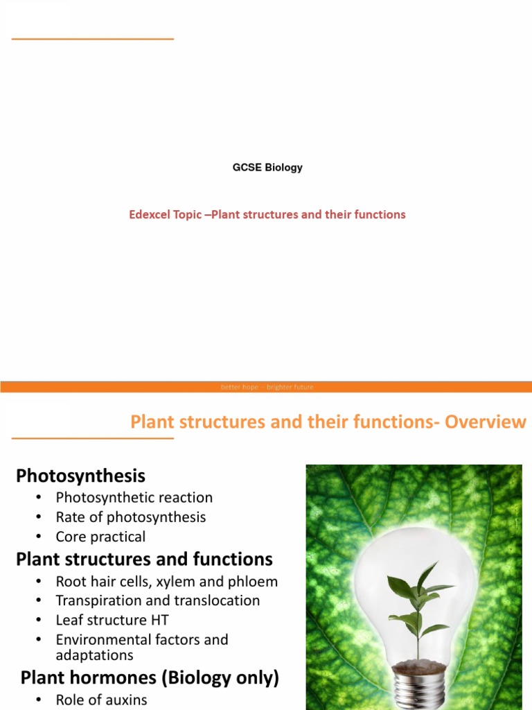Edexcel Topic Plant Structures and Their Functions GCSE Biology