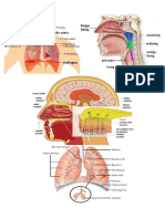 ORGAN PERNAPASAN 1X