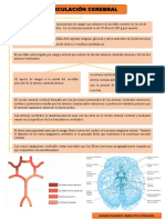 Circulación cerebral: oxígeno y nutrientes al cerebro