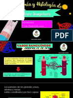 Anatomía y Histología de Vasos Sanguíneos