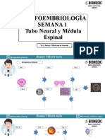 Morfoembriología Semana 1 Tubo Neural y Médula Espinal: Jhonny Villavicencio