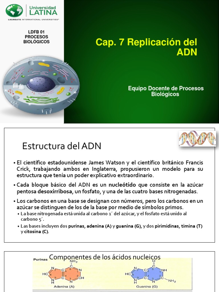 Replicación del ADN: Guía Completa | PDF | Replicación De Adn | Adn