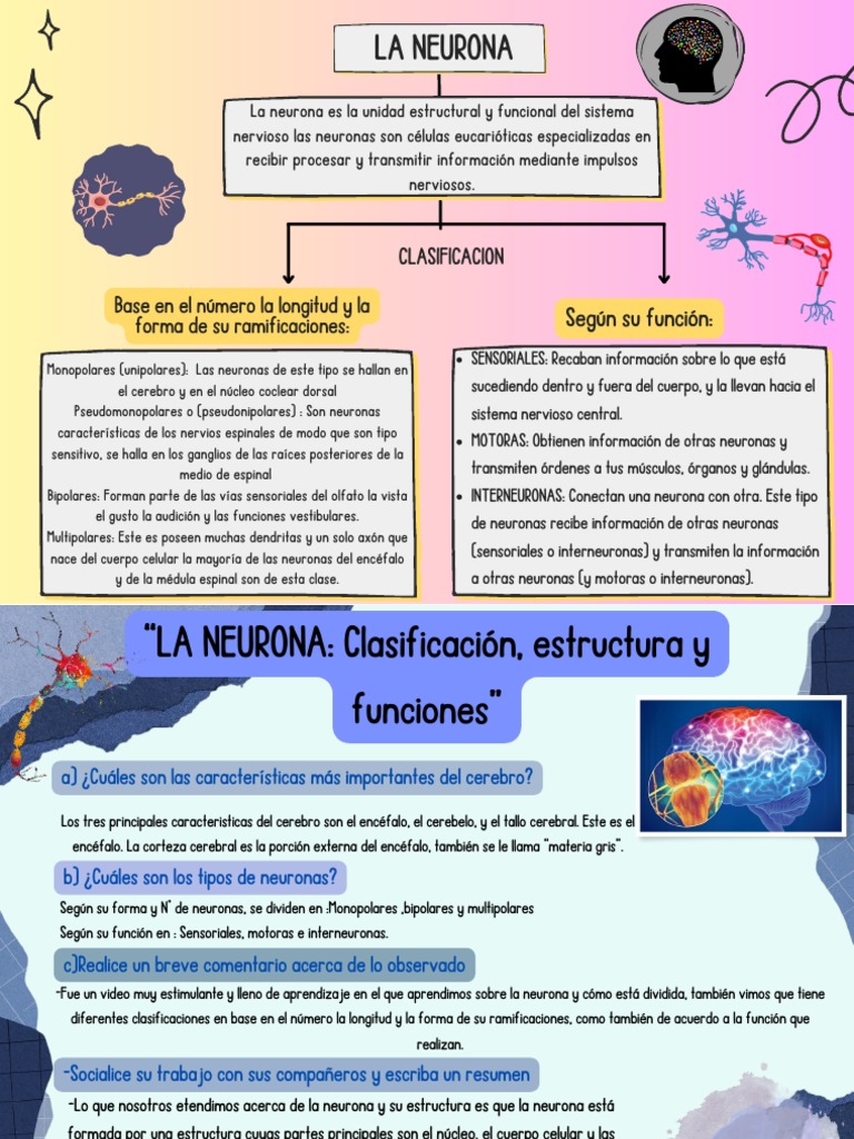 Clasificación y Funciones de Neuronas | PDF | Neurona | Cerebro
