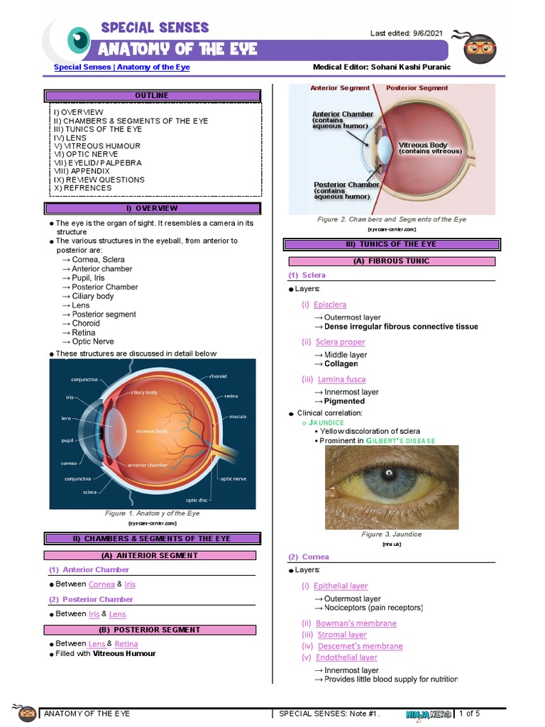 Anatomy of the Eye Overview | PDF | Human Eye | Cornea