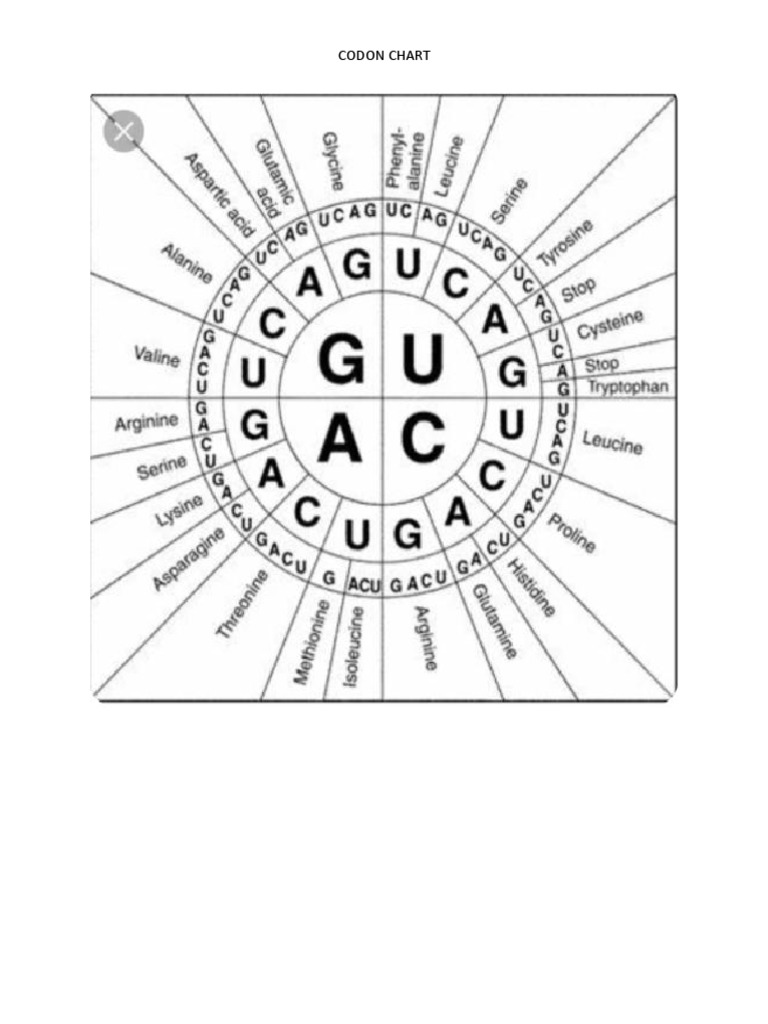 Codon chart pdf