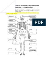 Relatorio Anatomia