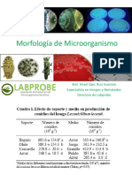 Morfología de Microorganismo: Biol. Anael Gpe. Ruiz Guzman Especialista en Hongos y Nematodos Directora de Labprobe