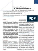 Parasympathetic Nerves Coordinate Epithelial Tubulogenesis in Developing Salivary Glands