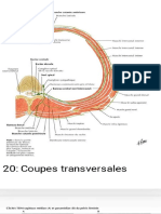 Shéma Anatomie Doyen Bernard