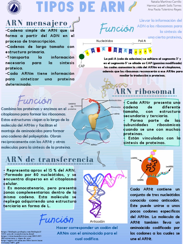 Tipos de ARN y sus funciones | PDF | Rna | Ribosoma