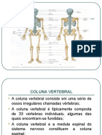 Estrutura e funções da coluna vertebral