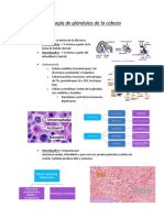 Histología de Glándulas de La Cabeza