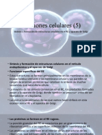 Funciones Celulares (5) : Síntesis y Formación de Estructuras Celulares en El RE y Aparato de Golgi
