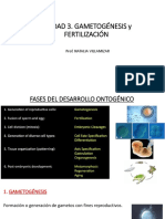 Gametogénesis y fertilización: Formación de gametos y unión de óvulo y espermatozoide