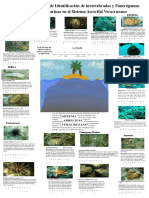 Guía de Campo de Identificación de Invertebrados y Fanerógamas Marinas en El Sistema Arrecifal Veracruzano