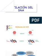 Metilación Del DNA