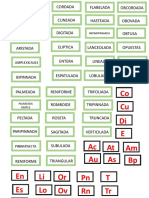 Obcordada Hasteada Flabelada Cuneada Cordada Acumitada Acicular