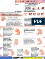 Infografia de Desarrollo Prenatal
