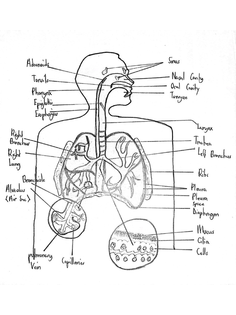 Respiratory System | PDF