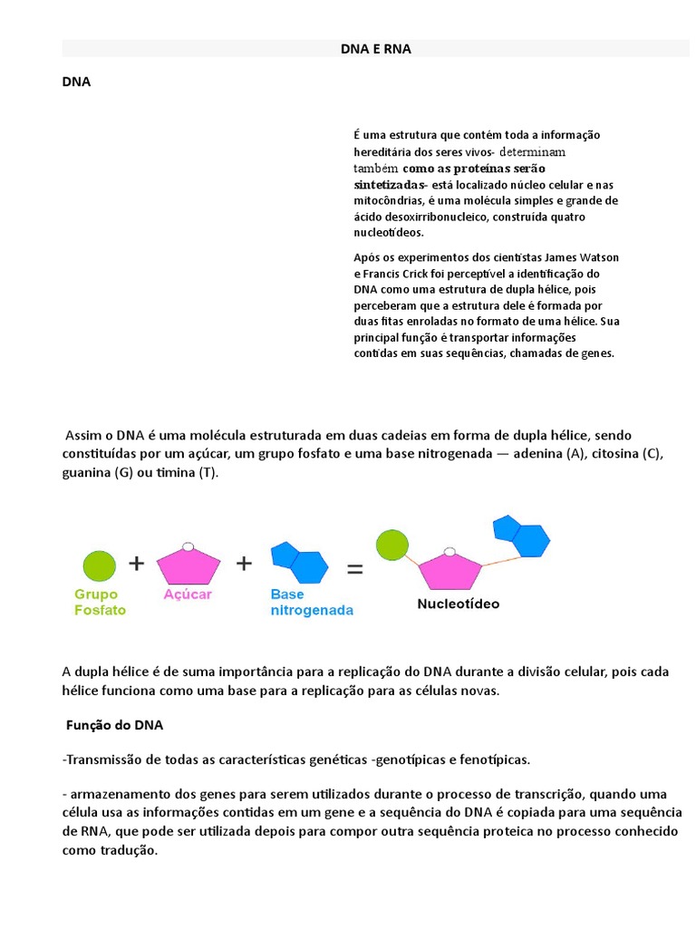 Estrutura e Funções do DNA e RNA | PDF | RNA | DNA, image size:768x1024