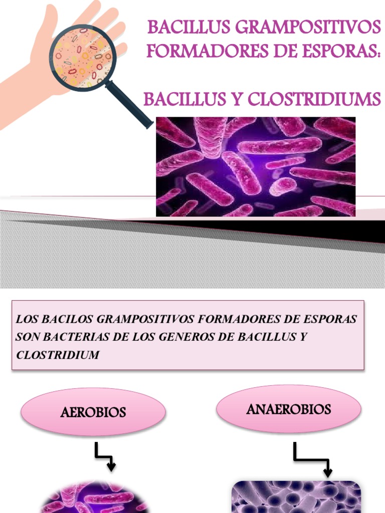 bacillus-grampositivos-formadores-de-esporas-pdf-ntrax-bacilo