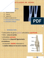 Articulation Du Genou