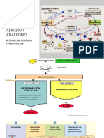 3.3 Metabolismo Aerobio Anaerobio