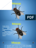 Moscas