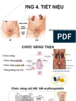 Chương 4. Tiết Niệu: Bài giảng Bộ môn Y học cơ sở