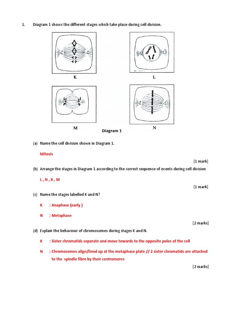 Biology Scheme Pertgh Penggal 2  Mitosis  Digestion