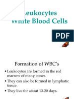 Leukocytes White Blood Cells