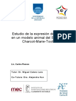 Estudio de La Expresión de pmp22 en Un Modelo Animal Del Síndrome Charcot-Marie-Tooth