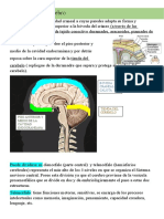 Cerebro: Estructura y Funciones