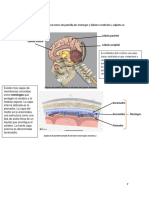 Cerebro lóbulos y meninges