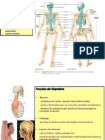 Estrutura e Funções do Esqueleto Humano