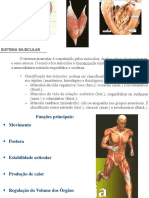 Funções e características dos músculos esqueléticos