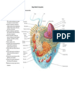 Mapa Mental Comparativo Celular Eucariota