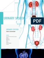 Urinary System: Anatomy and Physiology Iii