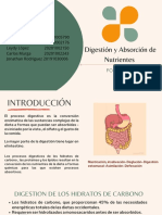 Digestión y Absorción