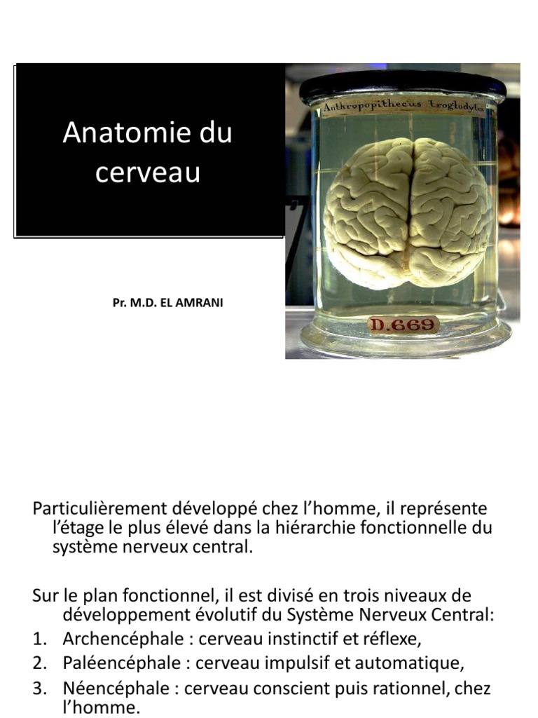 Anatomie fonctionnelle du cerveau | PDF | Circonvolution cérébrale ...