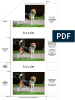 CC206 Mammals Domestic Dogs 03 ENP