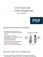 Acción Muscular Agonista-Antagonista: Insectos y Mamíferos