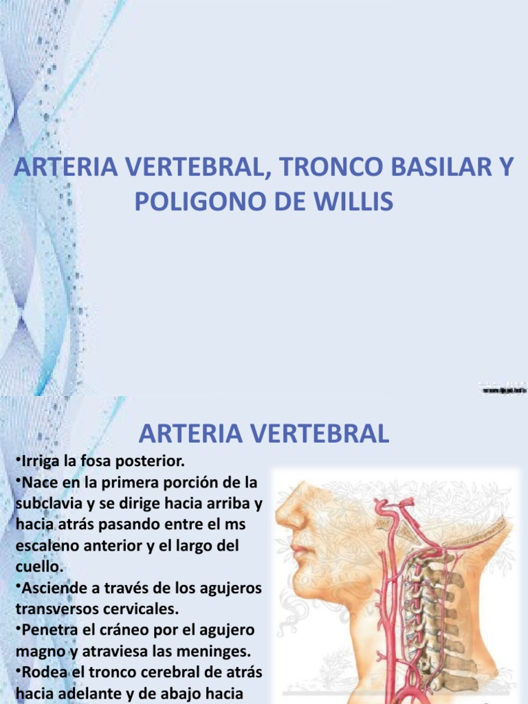 Anatomia Arterias | PDF | Cerebelo | Médula espinal, image size:768x1024