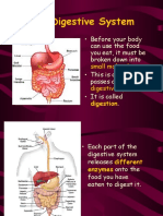 The Digestive System