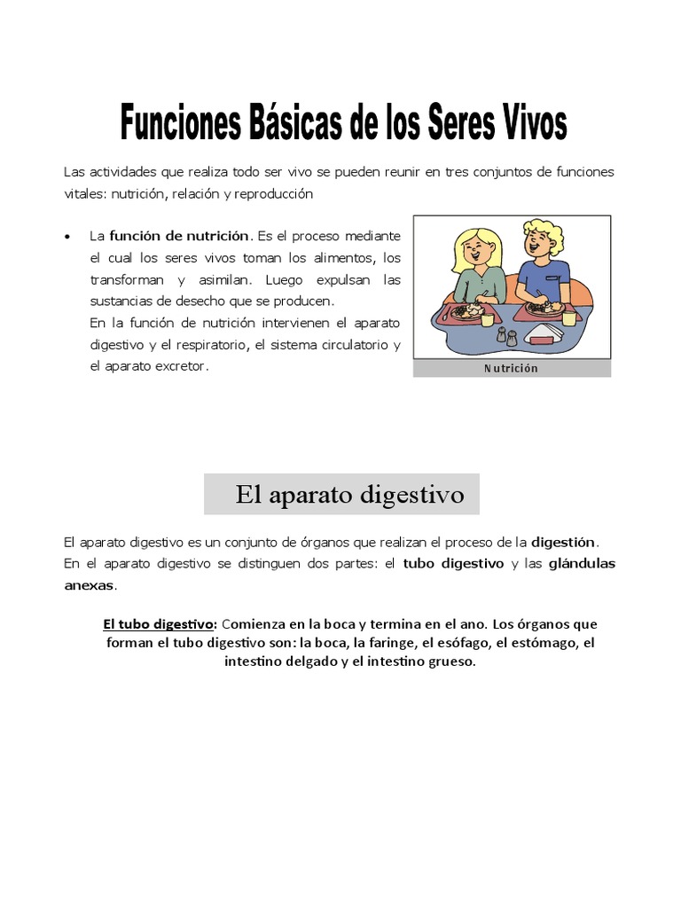 4 Ficha Funciones Basicas de Los Seres Vivos para Cuarto de Primaria ...
