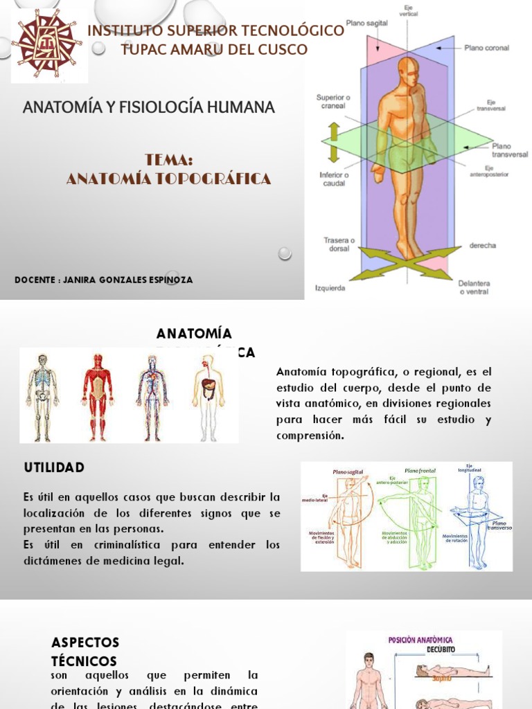 Anatomía Topográfica del Cuerpo Humano | PDF | Términos anatómicos de ...