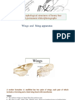 Wings And: To Study Morphological Structures of Honey Bee Through Permanent Slides/photographs